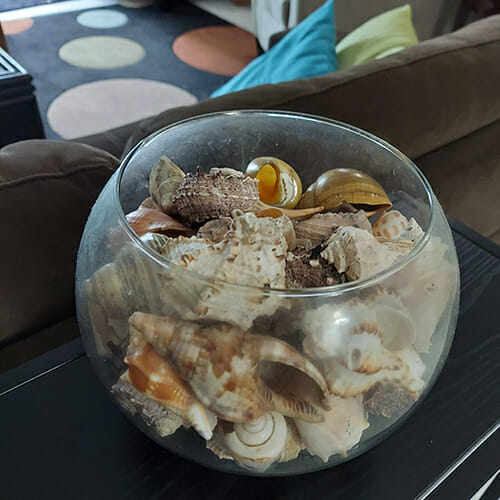 Hermit Crab Pets Extra Shells Storage in a Glass Bowl