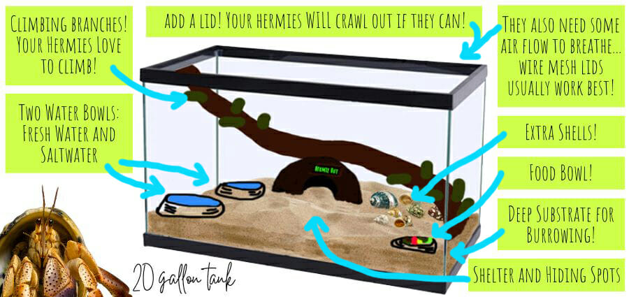 Hermit Crab Habitat Setup And Basic Needs - Hermit Crab Pets