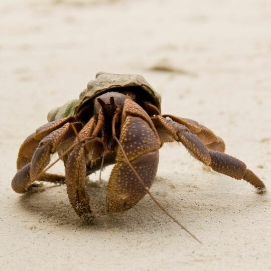 Hermit Crab Types Of Pets With Photos - Hermit Crab Pets