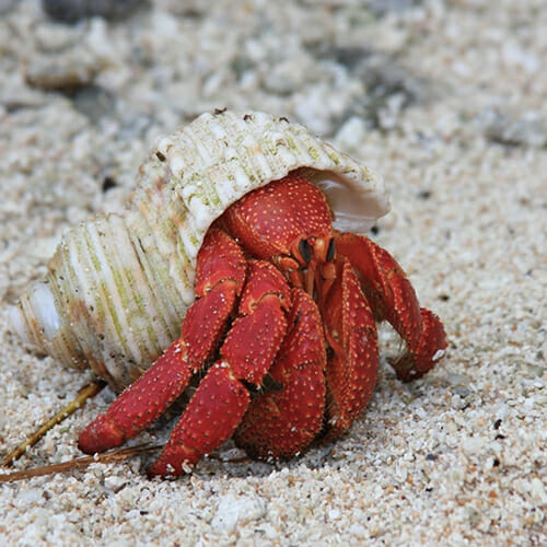 Hermit Crab Types Of Pets With Photos - Hermit Crab Pets