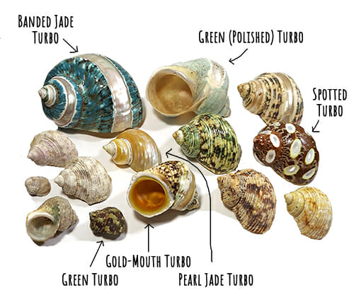 Types of Turbo Shells, a favorite of Purple Pincher Hermit Crabs