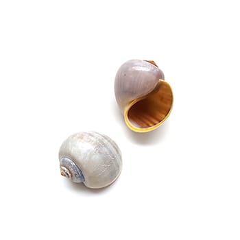 apple snail shells sometimes get adopted by land hermit crabs