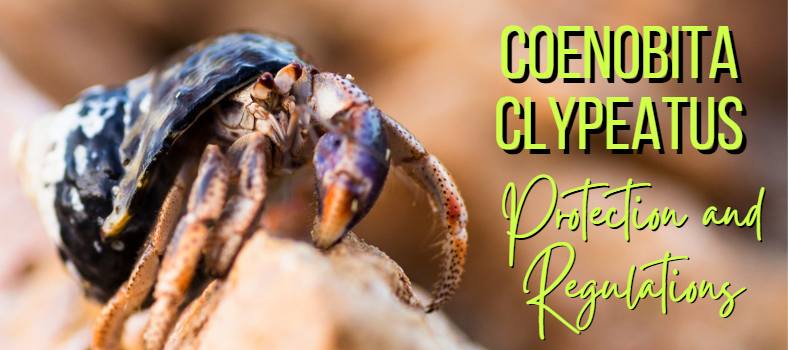 Coenobita Clypeatus Purple Pincher Hermit Crab Needs Protection in the Wild